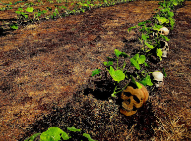 Photograph of the Spirit Pumpkin patch at Milburn Manor